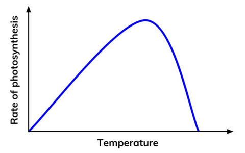 Temperature and the Rate of Photosynthesis