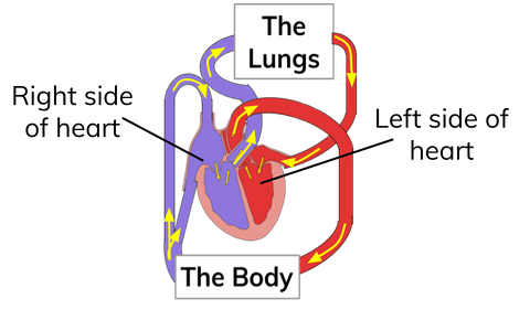 Flow Chart Of Double Circulation Of Blood