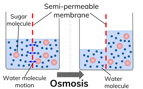 What is outlet osmosis